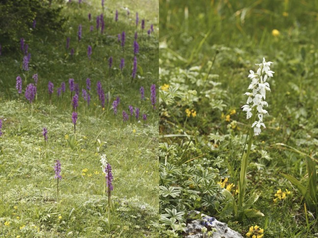 Ein rein weisse Form unter zig-Hunderten 