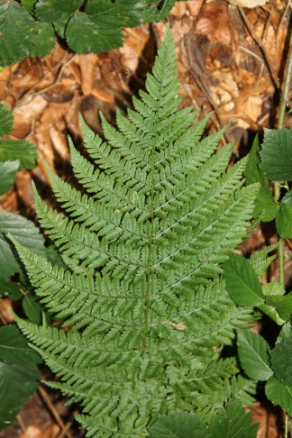 07.09.2024 Dryopteris dilitata von Dreibrunnen,  Wil 550 m