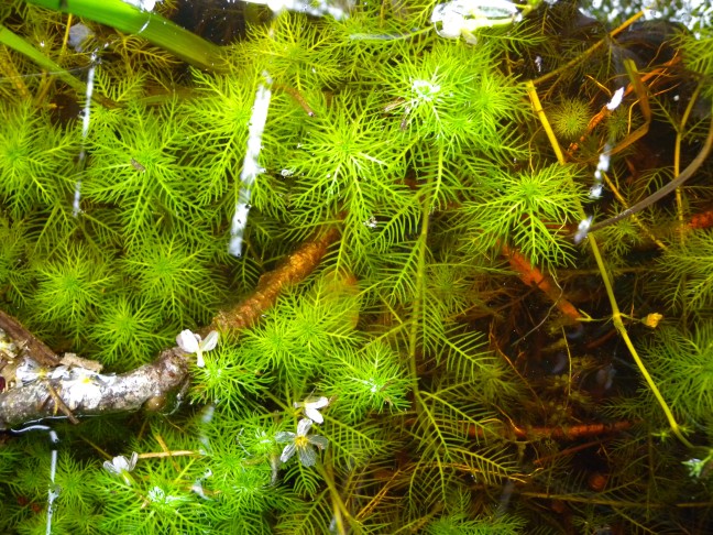 Untergetauchte Wasserfeder (Hottonia palustris) Sprosse. Lörmoos (BE), 30.05.2016; Muriel Bendel