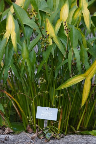 Sagittaria latifolia (m.E. ist die Pflanze falsch angeschrieben) mit relativ schmalen Blättern (je nachdem welche man anschaut), ...