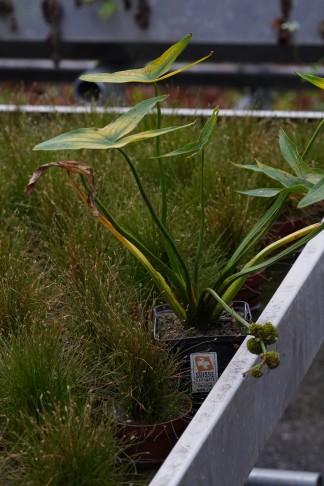 Anzucht-Exemplar von Sagittaria sagittifolia mit Herkunft Neuenburgersee in der Stadtgärtnerei Bern. Die Blätter des 2-jährigen Expl. breit. Die Pflanze steht nur wenig im Wasser - daher m.E. die relativ breiten Blätter (so wie das z.T. in Literatur beschrieben ist (z.B. Aktionsplan ZH)