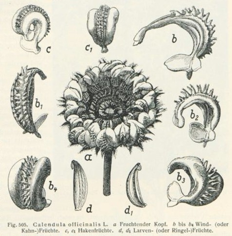 Dr. G. Hegi: Illustrierte Flora von Mitteleuropa