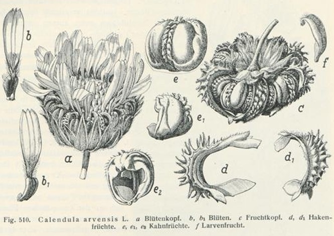 Dr. G. Hegi: Illustrierte Flora von Mitteleuropa