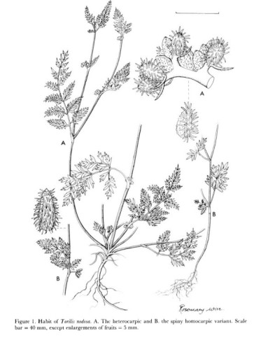 Stephen L. Jury: A new species of the genus Torilis Adanson