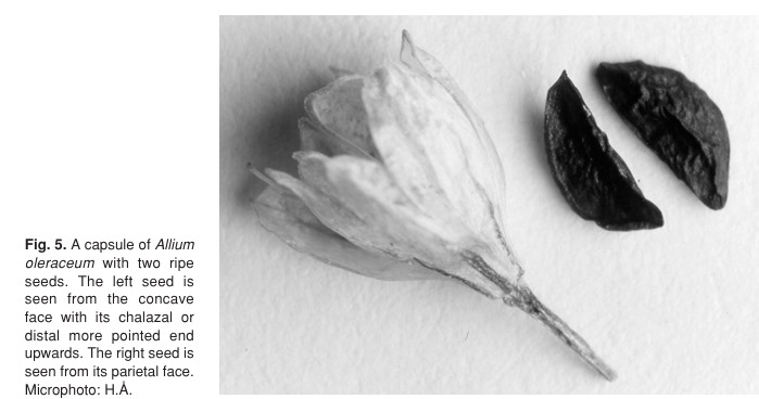 Åström/Hæggström: Generative reproduction in Allium oleraceum