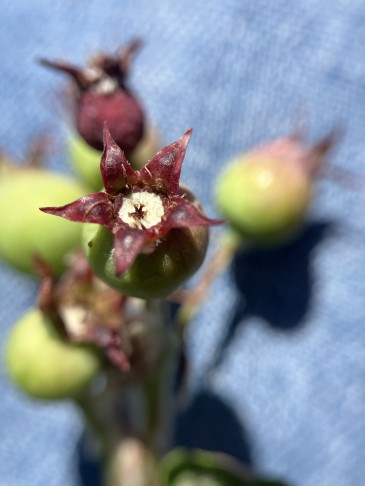 Amelanchier ovalis