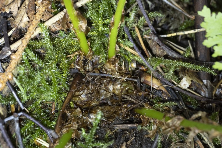 Rosette eines Alpen-Wurmfarns (Dryopteris expansa) in Trondheim, Norwegen.