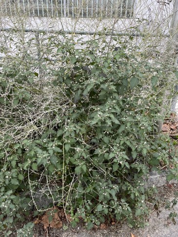 Solanum als Unkraut in Rabatte.