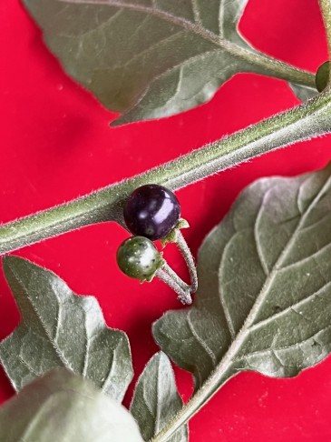 Solanum nigrum (subsp. schultesii)