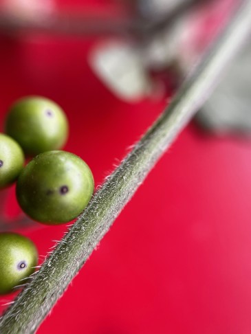 Solanum nigrum (subsp. schultesii)