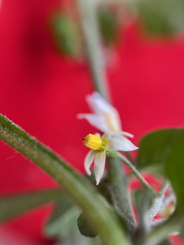 Solanum nigrum (subsp. schultesii)