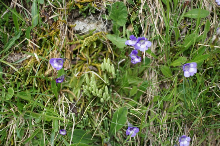 Pinguicula leptoceras, Binntal auf ca. 2130m. Sie haben mir den Blick zum  Alpen-Flachbärlapp (Diphasiastrum alpinum) gewiesen.