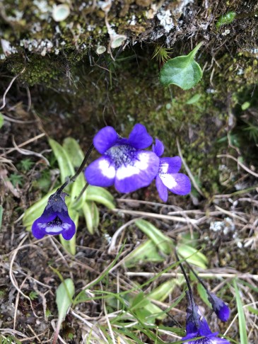 Pinguicula leptoceras, Evolène/VS auf ca. 2400m