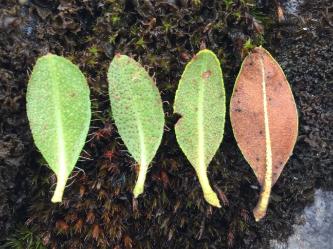 Rhododendron hirsutum (l.), R. ferrugineum (r.) und zwei wahrscheinliche Hybriden (R. x intermedium; 4.7.2019, Pizol)