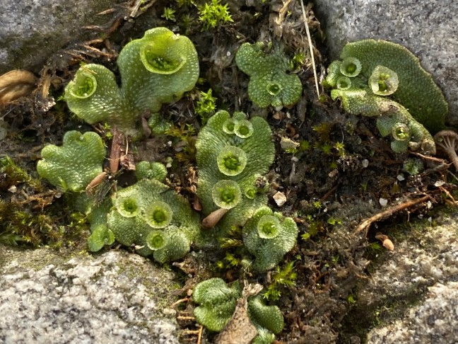 Lunularia cruciata mit halbmondförmigen und Marchantia polymorpha mit kreisrunden „splash cups“ mit Gemmen (20.10.2021, Wädenswil).