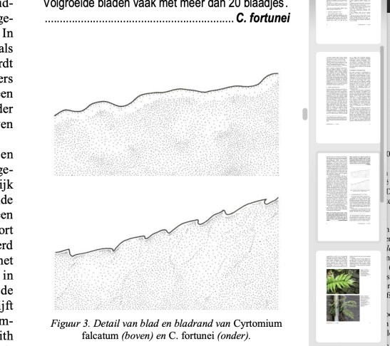 Screenshot aus der Publikation von Verloove et al. 2007 (Dumortiera 92, Seite 6)