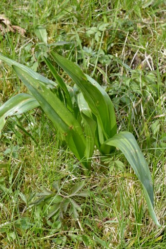 C. autumnale, Gränichen AG, April 2023