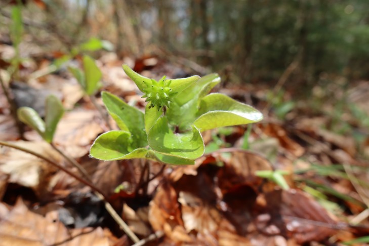 Hepatica nobilis Fruchtstand und junge Blätter
20. April 2023