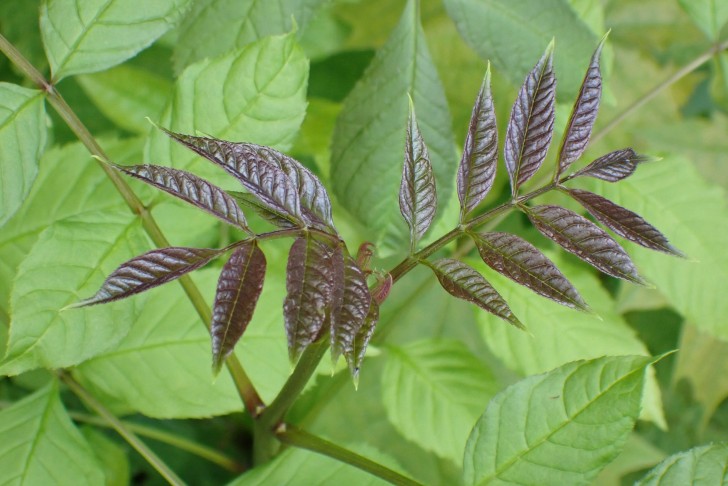 Gemeine Esche (Fraxinus excelsior)