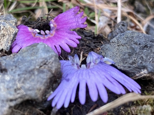 Die schuppenartigen Fortsätze zwischen den Staubblättern von Soldanella alpina (vorne) fehlen bei S. pusilla (hinten). 29.6.2021 Pizol.