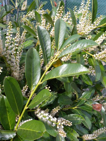 Prunus laurocerasus mit gesägten Blatträndern; Blätter des Vorjahres. Bern, 24.04.2016