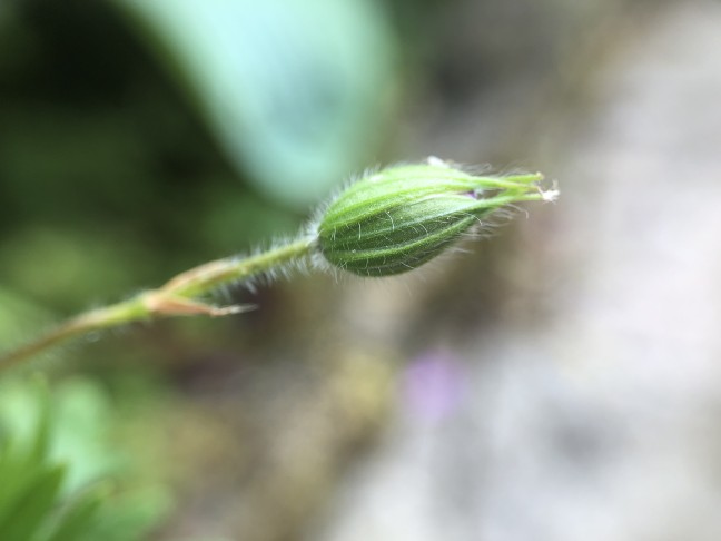 11.06.2023, Geranium sanguineum (Gartenpflanze); Haarleiste nur noch sporadisch an den Stellen, welche von den drei äusseren Kelchblättern nicht bedeckt wurden (Hier eher auf dem Hauptnerv)