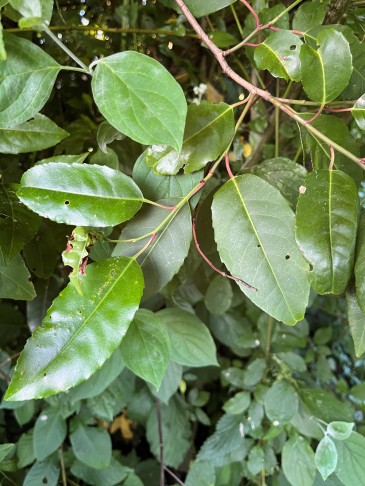 Prunus lusitanica, Trieb im Schatten gewachsen