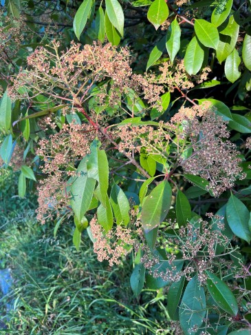 Photinia x fraseri 'Red Robin'