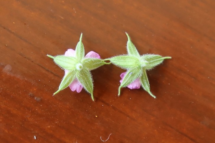 15.06.2023 Geranium dissectum