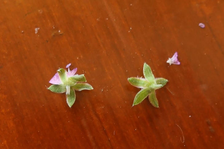 15.06.2023Geranium pyrenaicum