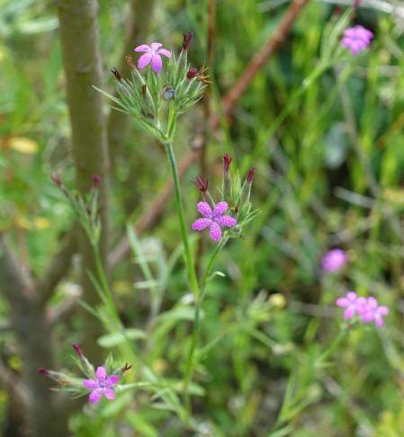 Unter dem Schrim von Salix alba (05.07.2020, Gossau SG)