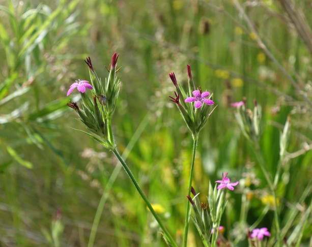 In der Morgensonne (05.07.2020, Gossau SG)