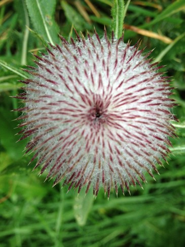 Cirsium eriophorum. 19.8.2013 Celerina