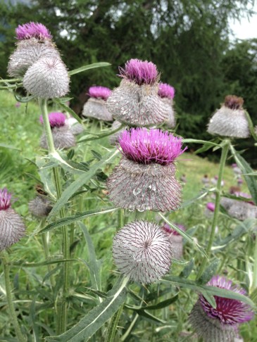 Cirsium eriophorum. 19.8.2013 Celerina