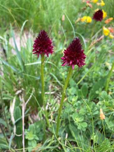 Nigritella rhellicani mit nicht resupinierten Blüten (Lippe steht oben). Oberhalb Davos, Juli 2022.