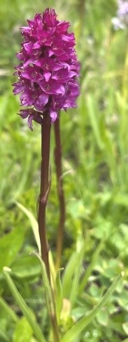 Hybrid Nigritella rhellicani x Gymnadenia conopsea, mit halb resupinierten Blüten. Oberhalb Davos, Juli 2022.