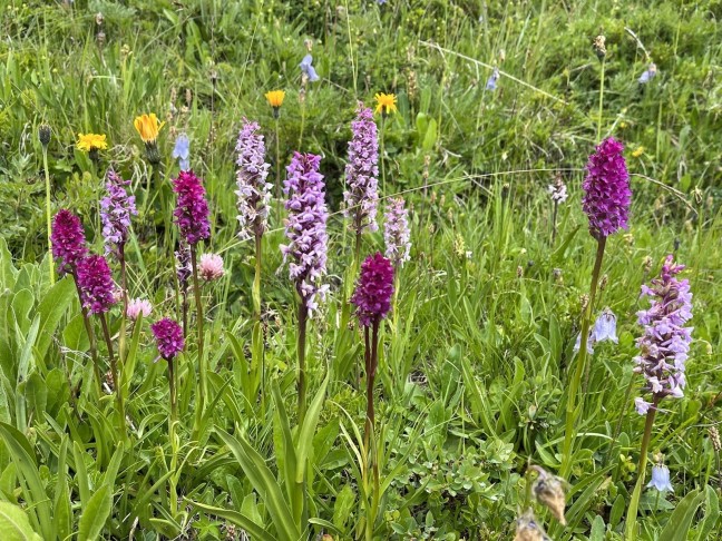 Gymnadenia conopsea und Hybriden Nigritella rhellicani x Gymnadenia conopsea. Oberhalb Davos, Juli 2022.