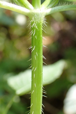 Galeopsis tetrahit Stängel mit mehrzelligen Haaren - keine Drüsenhaare in Sicht. (Broc, FR, 24.7.2022)