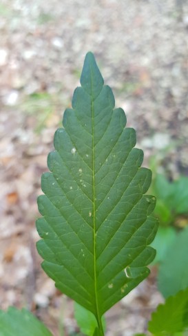 G. bifida Blatt - Anzahl Zähne passt zu Angaben Flora vegetativa (7. Aug 2020, Th. Ulrich)