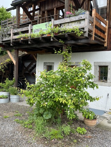 Mespilus germanica gehört eigentlich in jeden Garten (hier in Wädenswil ZH). Ich bitte auch um Beachtung der Fahne am Balkon (und um ein Ja am 22. Sept.).