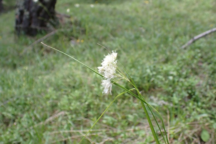 Blütenstand dicht, knäuelig zusammengezogen; Schneeweisse Hainsimse (Luzula nivea). Zeneggen (VS), 06.07.2023