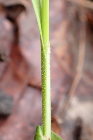 Behaarte Blattscheiden der Bleichen Segge (Carex pallescens). Schosshaldenwald (BE), 02.06.2024