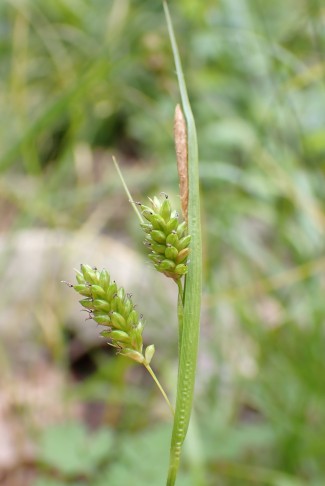 Fruchtschläuche kahl, hellgrün, ohne Schnabel. Schosshaldenwald (BE), 02.06.2024