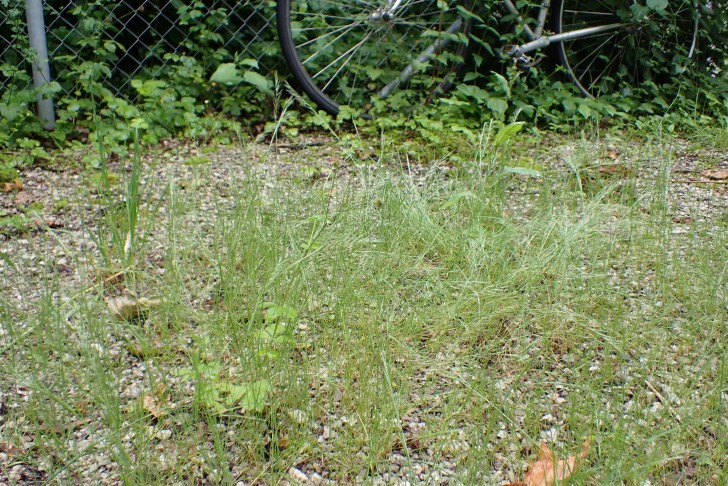 Mäuse-Federschwingel (Vulpia myuros). Bern (BE), 14.06.2024