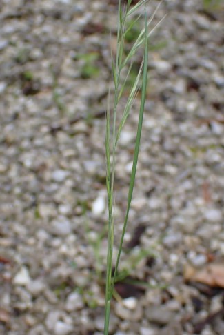 Beim Mäuse-Federschwingel (Vulpia myuros) ist der unterste Abschnitt des Blütenstandes in der obersten Blattscheide eingeschlossen. Bern (BE), 14.06.2024