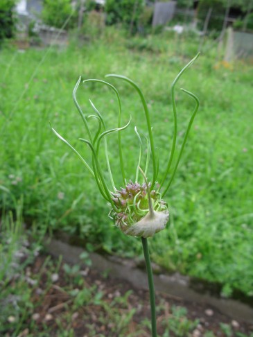 20.06.2019 Allium vineale