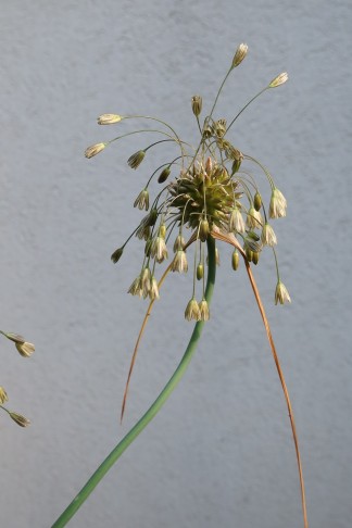 22.07.2022 Allium oleraceum