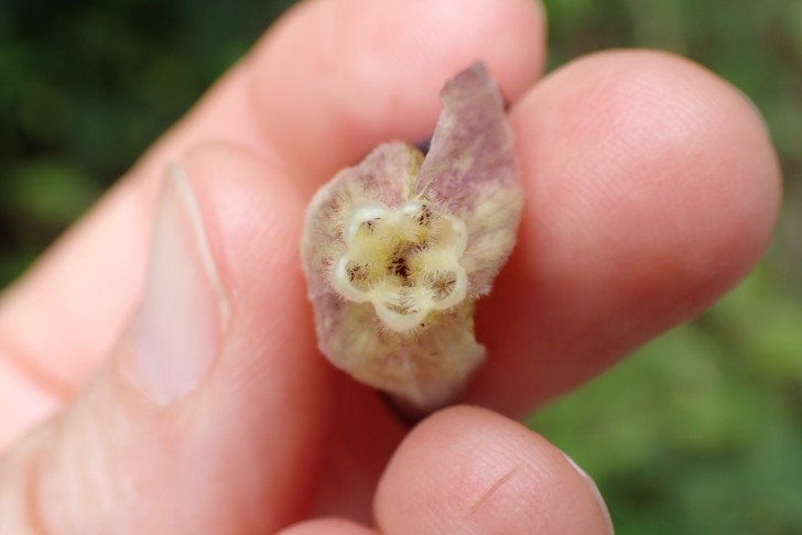 Ausgezupfte Blüte der Tollkirsche (Atropa bella-donna), Blick 