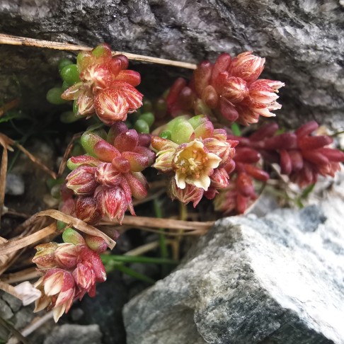 Sedum atratum mit teils grünlichen und teils rötlichen Blättern.