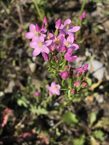 Echtes Tausendgüldenkraut (Centaurium erythraea). Luzern (LU), 15.07.2024